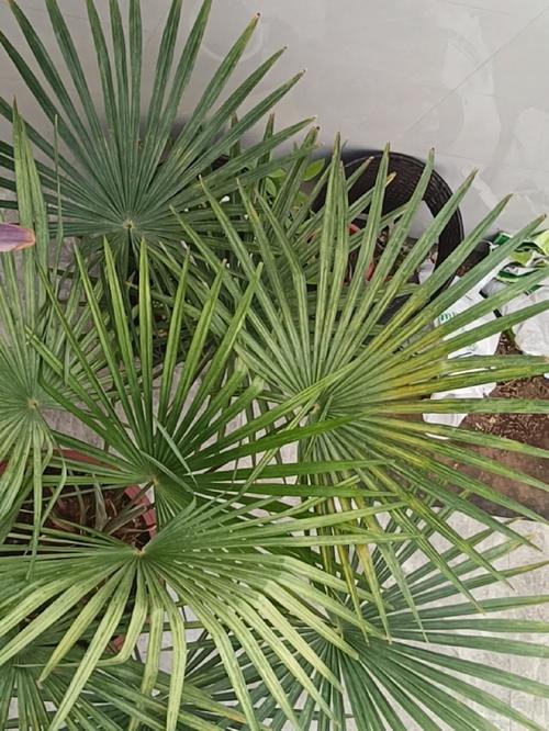 棕榈树怎么种植？棕榈树的种植技术？-第2张图片-优品飞百科