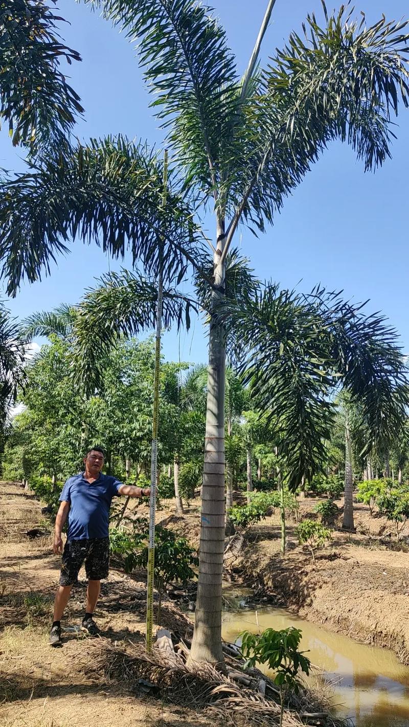 棕榈树怎么种植？棕榈树的种植技术？-第3张图片-优品飞百科