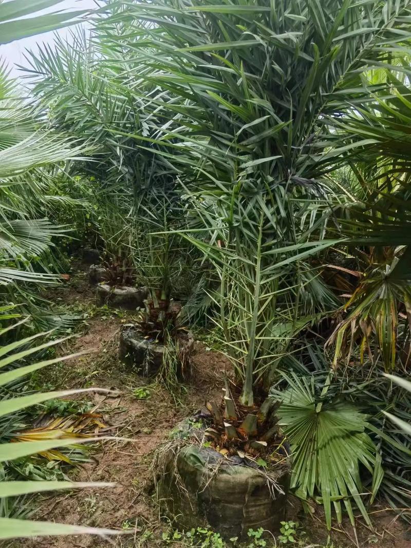 棕榈树怎么种植？棕榈树的种植技术？-第5张图片-优品飞百科