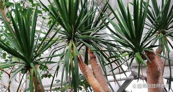 棕榈树怎么种植？棕榈树的种植技术？-第4张图片-优品飞百科