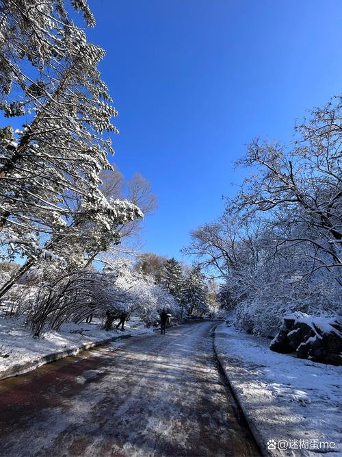 蓝雪花冬天怎么养，蓝雪花冬天怎么养护？