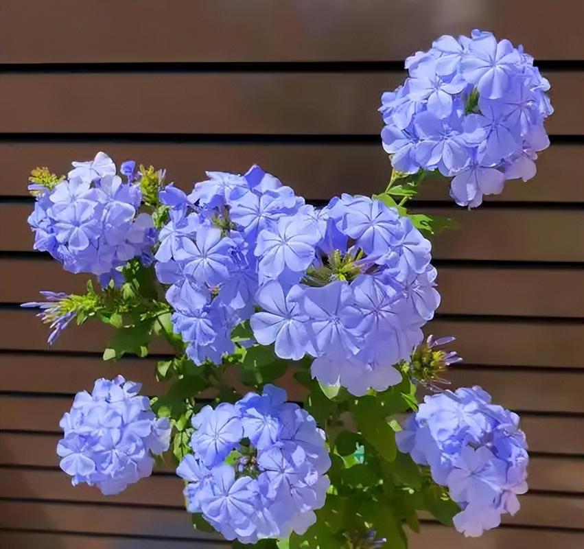 蓝雪花冬天怎么养，蓝雪花冬天怎么养护？-第2张图片-优品飞百科