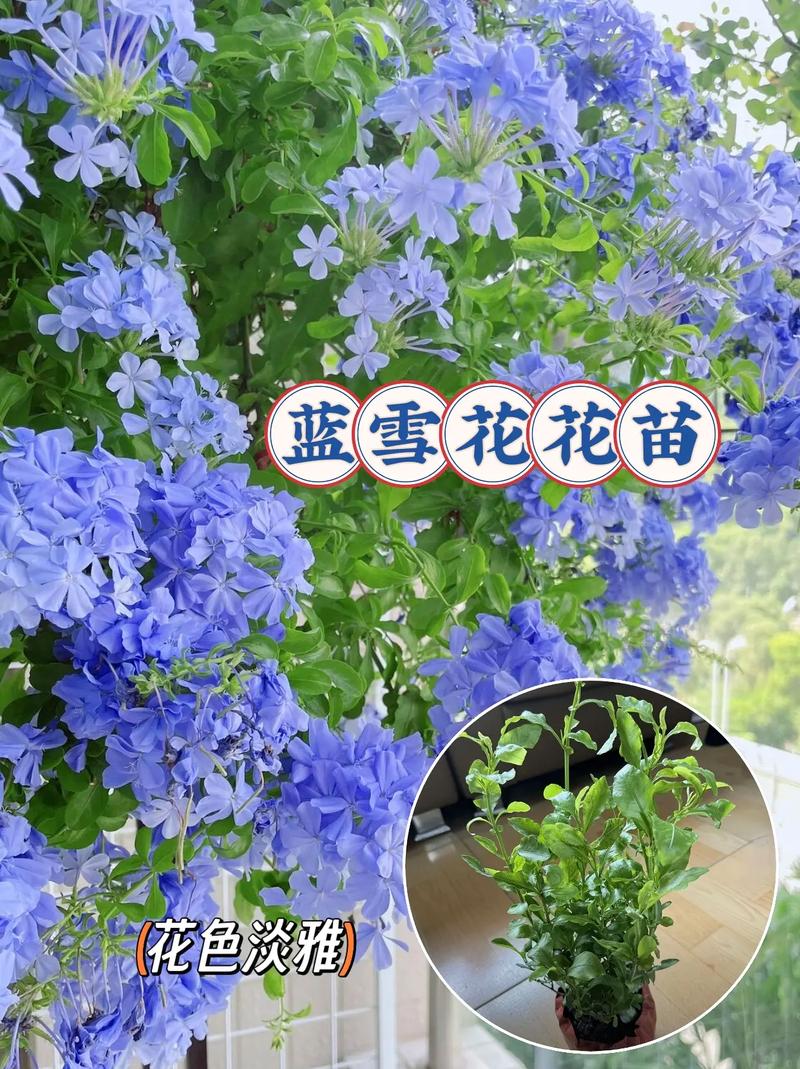 蓝雪花冬天怎么养，蓝雪花冬天怎么养护？-第4张图片-优品飞百科