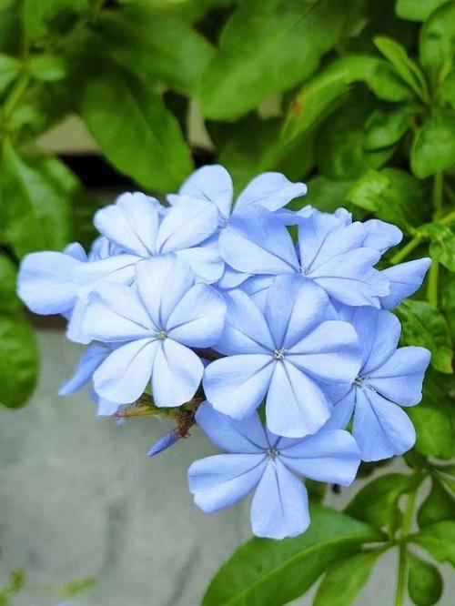 蓝雪花冬天怎么养，蓝雪花冬天怎么养护？-第5张图片-优品飞百科