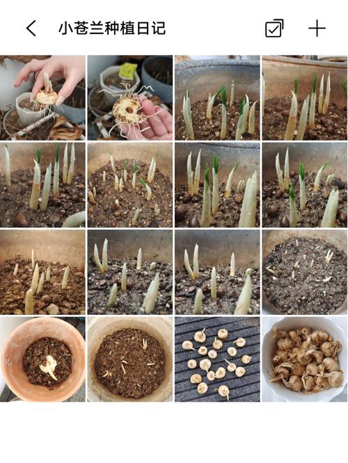 香雪兰用什么土种植？香雪兰用什么土栽培？-第3张图片-优品飞百科