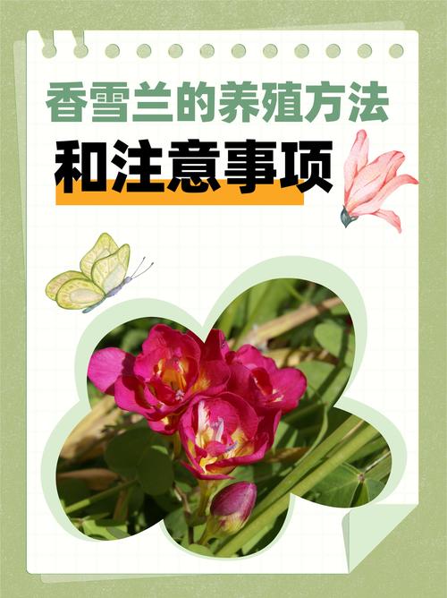 香雪兰用什么土种植？香雪兰用什么土栽培？-第5张图片-优品飞百科