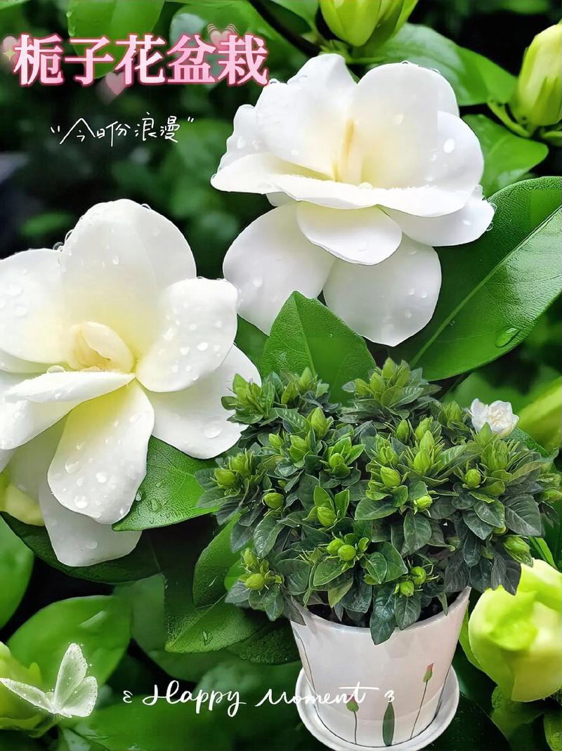 如何让栀子花枝繁叶茂？如何让栀子花枝繁叶茂壮？