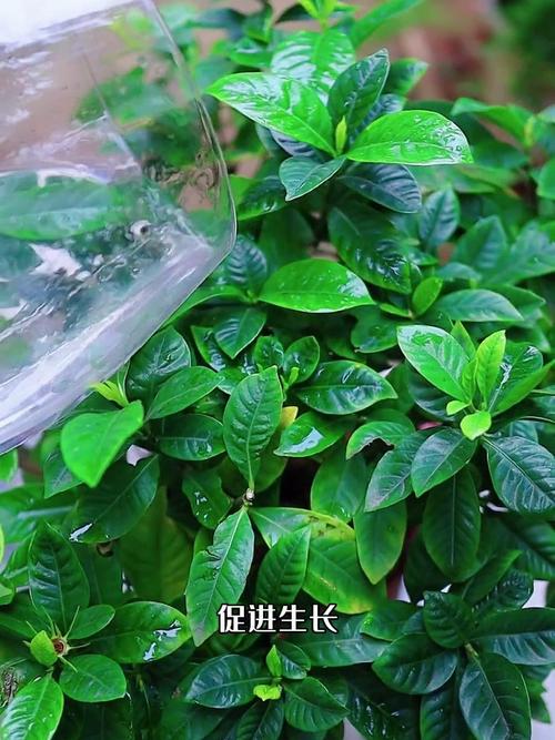 如何让栀子花枝繁叶茂？如何让栀子花枝繁叶茂壮？-第2张图片-优品飞百科