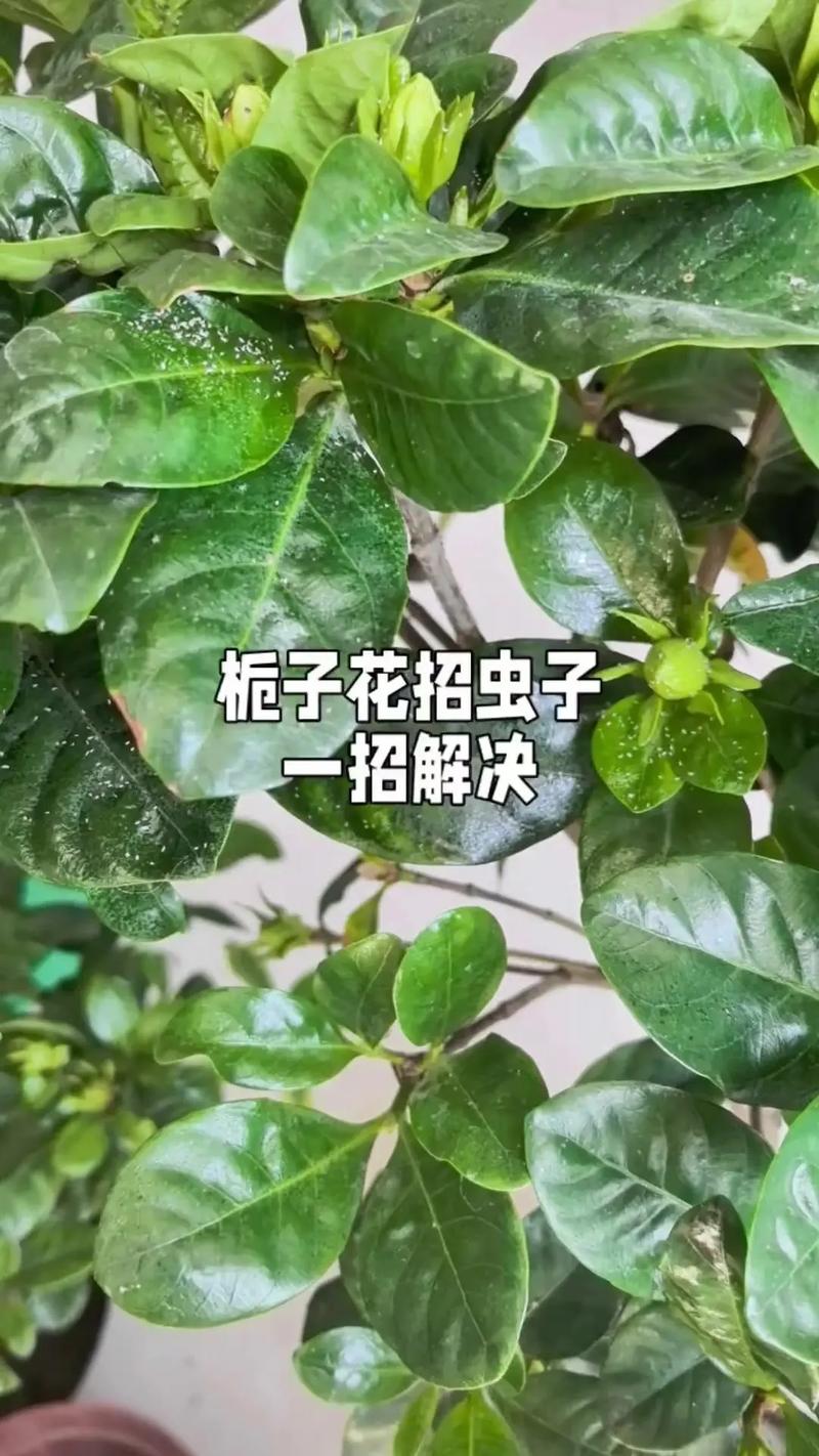 如何让栀子花枝繁叶茂？如何让栀子花枝繁叶茂壮？-第3张图片-优品飞百科