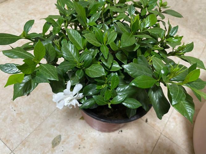 如何让栀子花枝繁叶茂？如何让栀子花枝繁叶茂壮？-第4张图片-优品飞百科