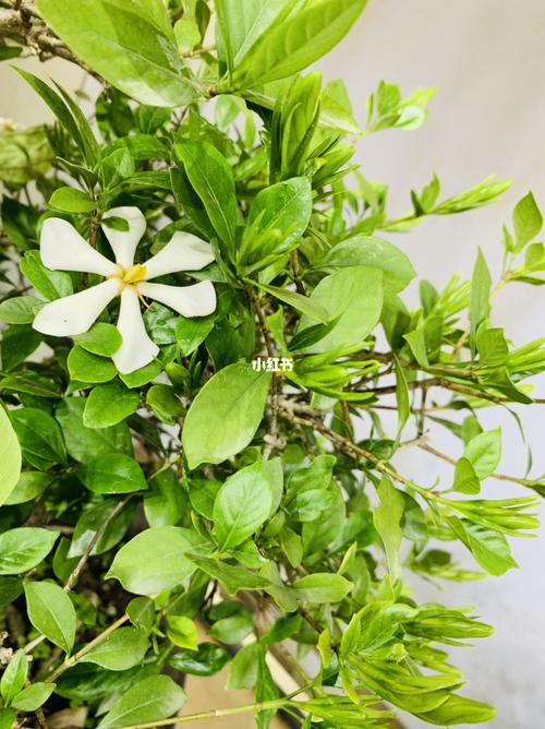 如何让栀子花枝繁叶茂？如何让栀子花枝繁叶茂壮？-第5张图片-优品飞百科