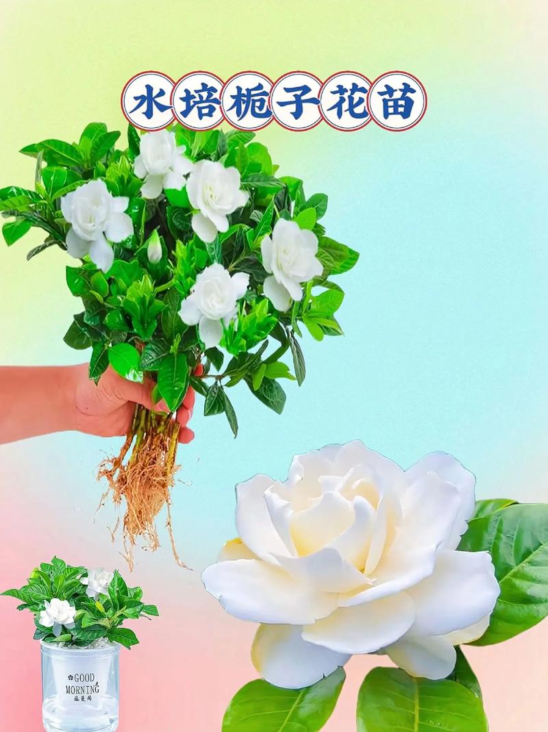 如何让栀子花枝繁叶茂？如何让栀子花枝繁叶茂壮？-第7张图片-优品飞百科