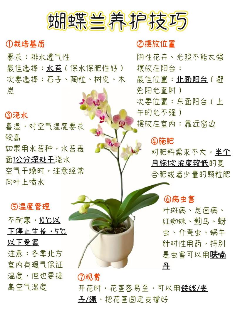 蝴蝶兰开完花怎么办，蝴蝶兰开完花之后怎么处理？-第2张图片-优品飞百科