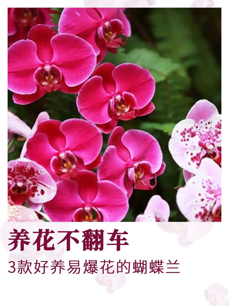 蝴蝶兰开完花怎么办，蝴蝶兰开完花之后怎么处理？-第6张图片-优品飞百科