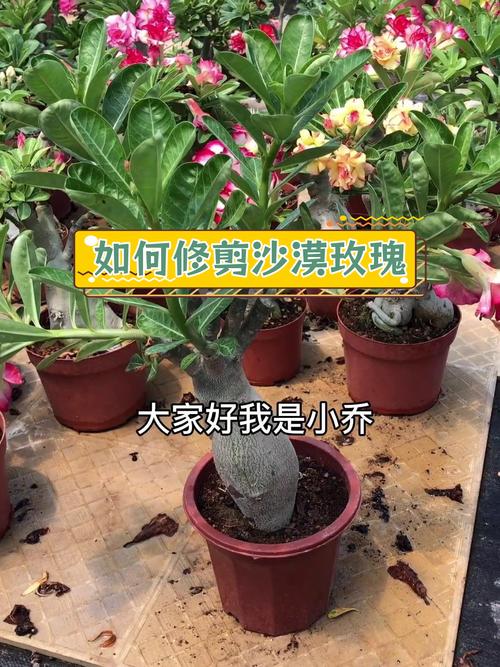 沙漠玫瑰怎样剪枝，沙漠玫瑰怎样剪枝视频用什么土养比较好-第5张图片-优品飞百科