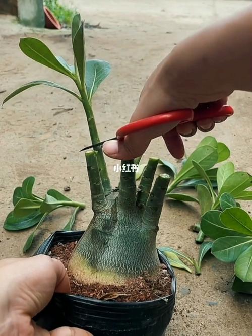 沙漠玫瑰怎样剪枝，沙漠玫瑰怎样剪枝视频用什么土养比较好-第6张图片-优品飞百科