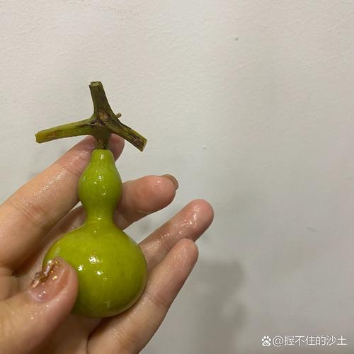自己种的葫芦摘下来怎么处理？自己种植的葫芦怎么保存？-第2张图片-优品飞百科