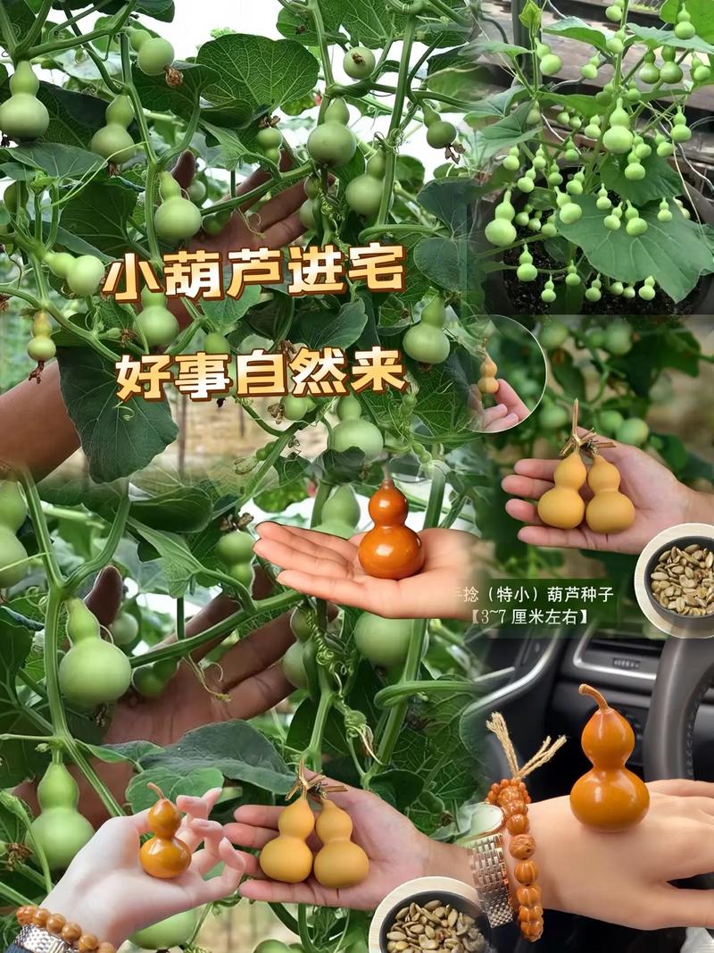 自己种的葫芦摘下来怎么处理？自己种植的葫芦怎么保存？-第4张图片-优品飞百科