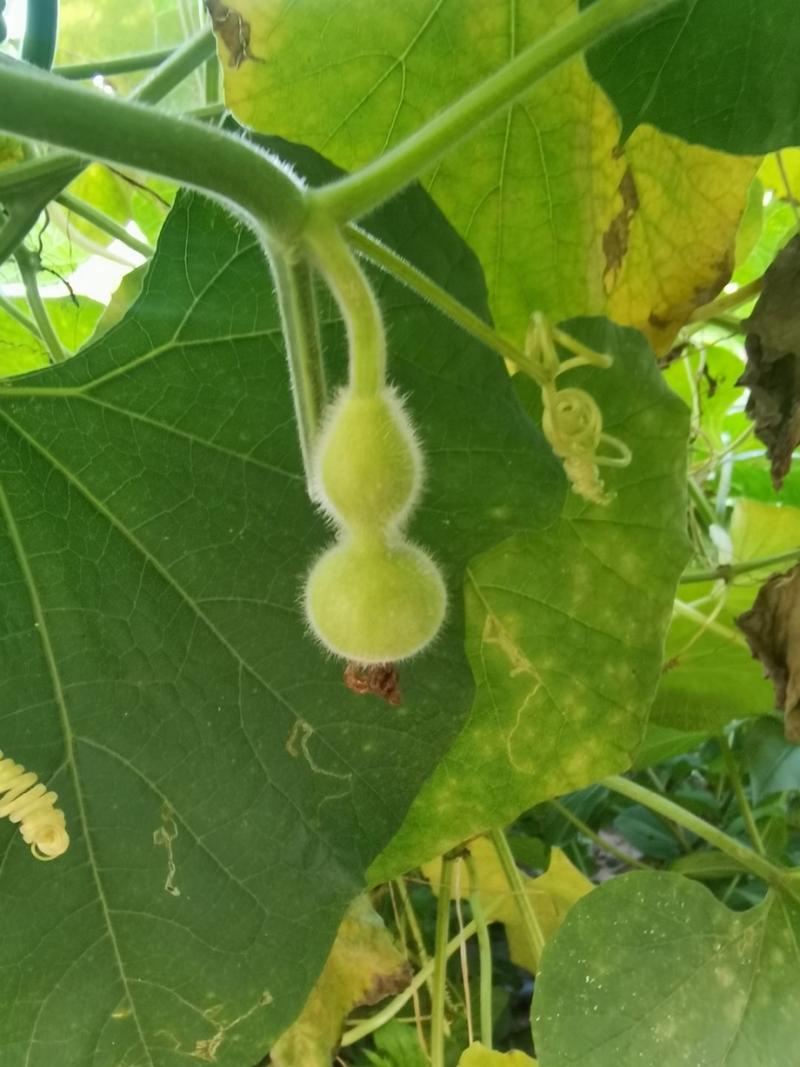 自己种的葫芦摘下来怎么处理？自己种植的葫芦怎么保存？-第6张图片-优品飞百科