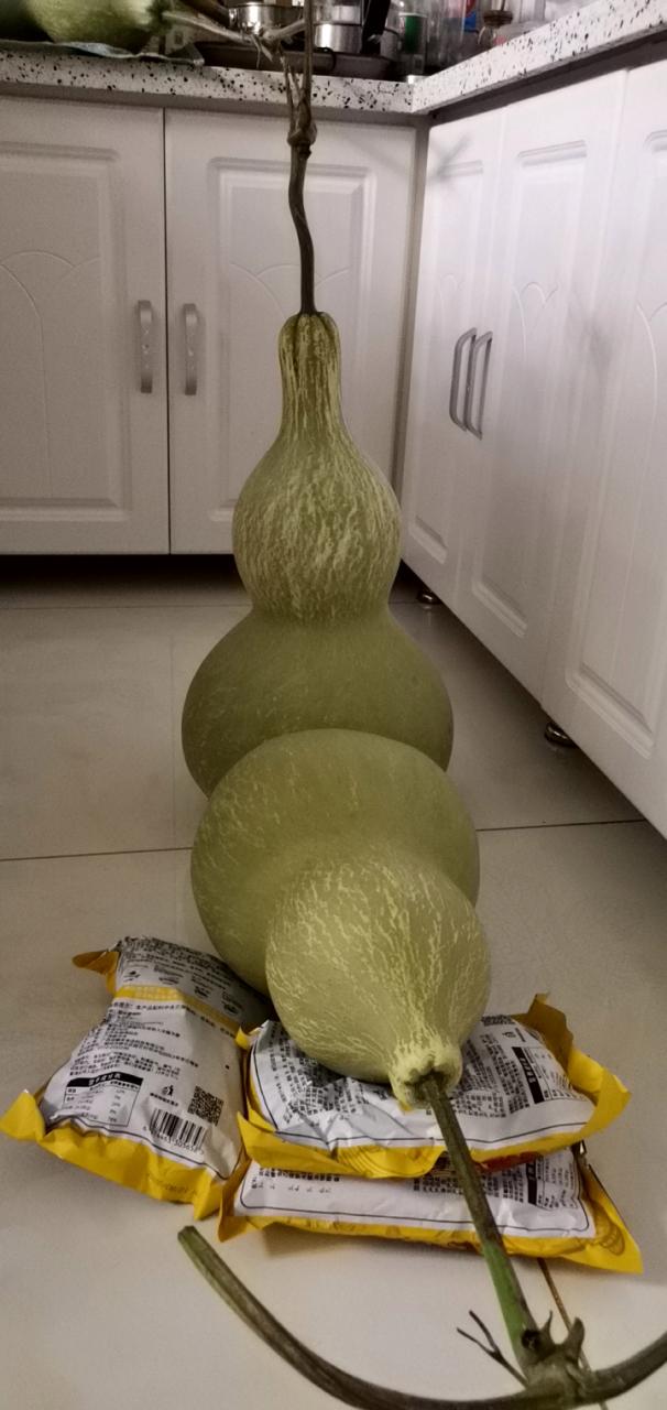 自己种的葫芦摘下来怎么处理？自己种植的葫芦怎么保存？-第7张图片-优品飞百科