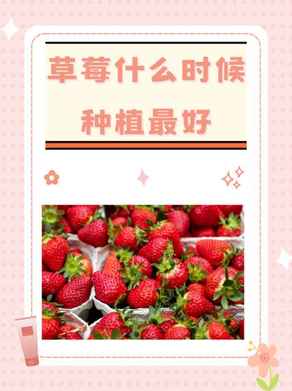 草莓几月份种，草莓12月份可以种吗？