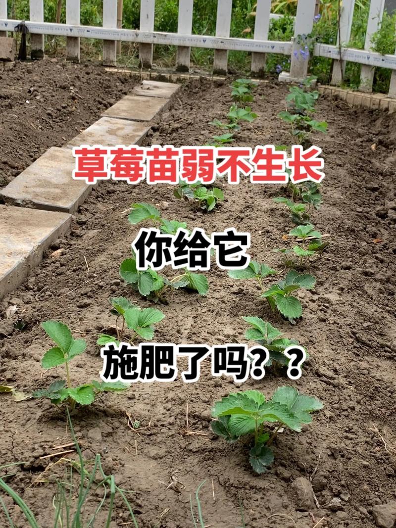草莓几月份种，草莓12月份可以种吗？-第4张图片-优品飞百科