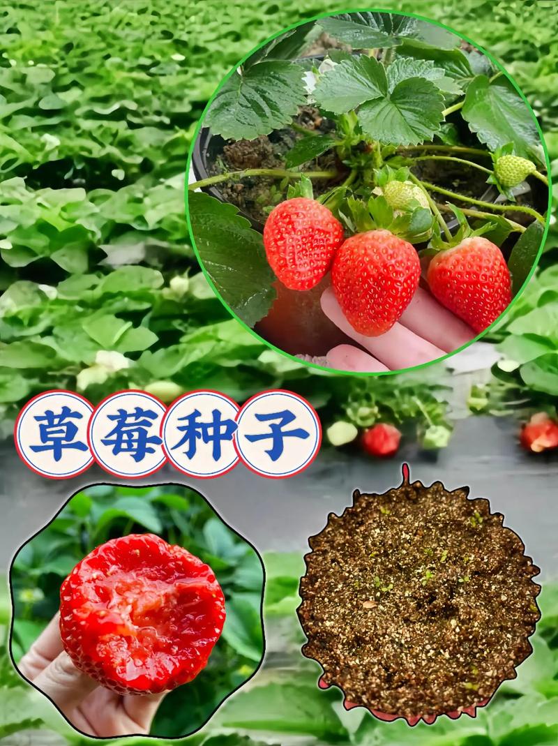 草莓几月份种，草莓12月份可以种吗？-第6张图片-优品飞百科