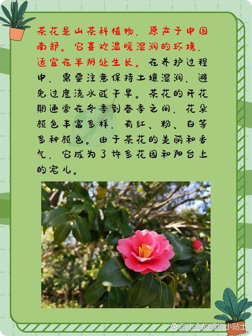 杜鹃花怎么养，冬天杜鹃花怎么养？-第6张图片-优品飞百科