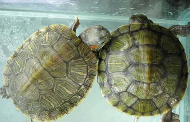白鹤芋可以水养吗，白鹤芋可以水养吗视频-第1张图片-优品飞百科