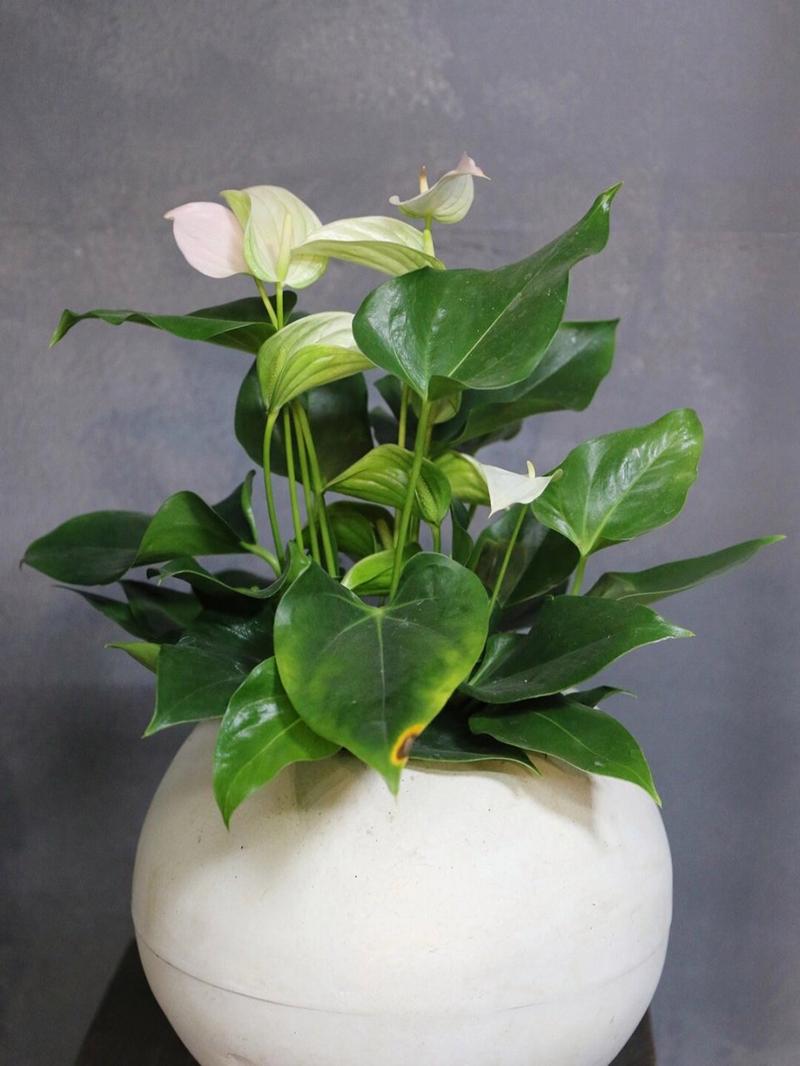 白鹤芋可以水养吗，白鹤芋可以水养吗视频-第3张图片-优品飞百科