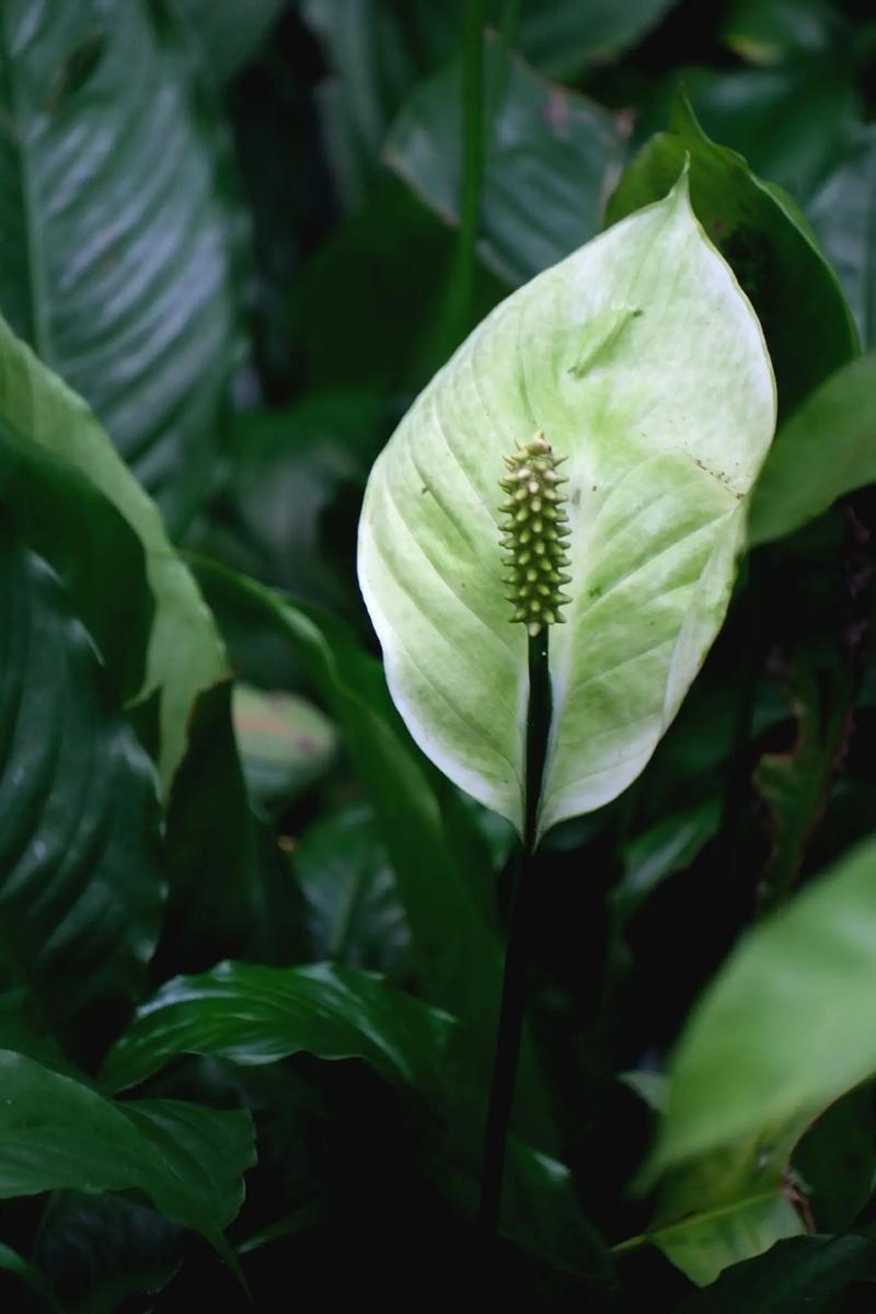 白鹤芋可以水养吗，白鹤芋可以水养吗视频-第4张图片-优品飞百科