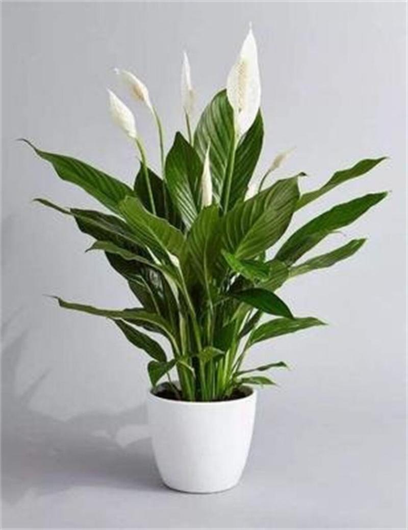白鹤芋可以水养吗，白鹤芋可以水养吗视频-第5张图片-优品飞百科