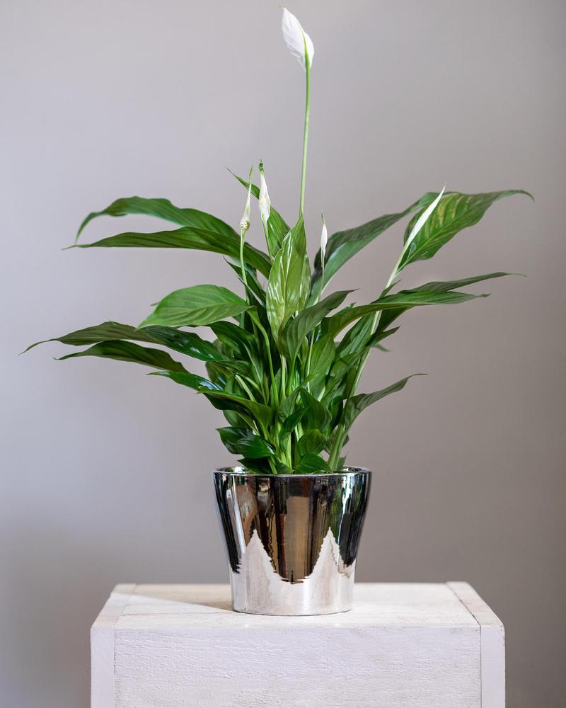 白鹤芋可以水养吗，白鹤芋可以水养吗视频-第6张图片-优品飞百科