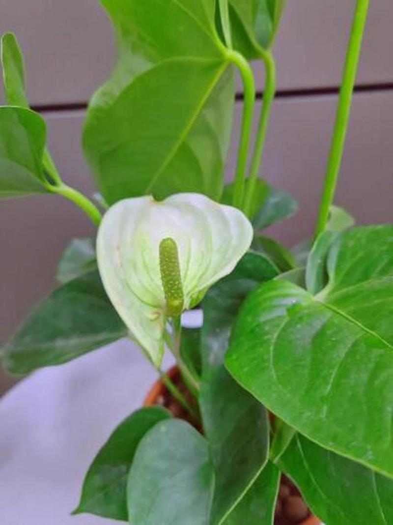 白鹤芋可以水养吗，白鹤芋可以水养吗视频-第7张图片-优品飞百科