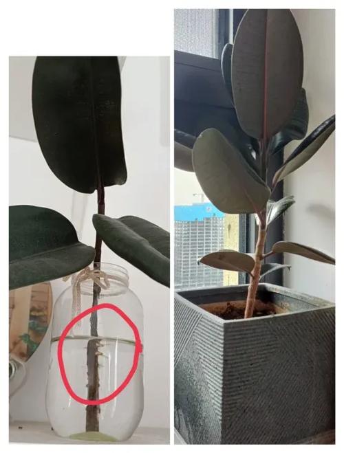 橡皮树的繁殖方法？橡皮树的繁殖方法是什么?？-第2张图片-优品飞百科