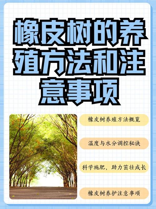 橡皮树的繁殖方法？橡皮树的繁殖方法是什么?？-第5张图片-优品飞百科