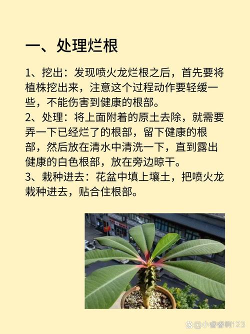 喷火龙浇水过多怎么办，喷火龙的盆子？-第2张图片-优品飞百科