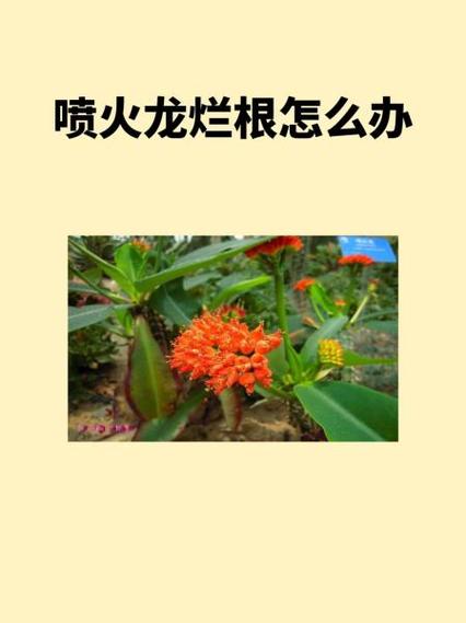 喷火龙浇水过多怎么办，喷火龙的盆子？-第7张图片-优品飞百科