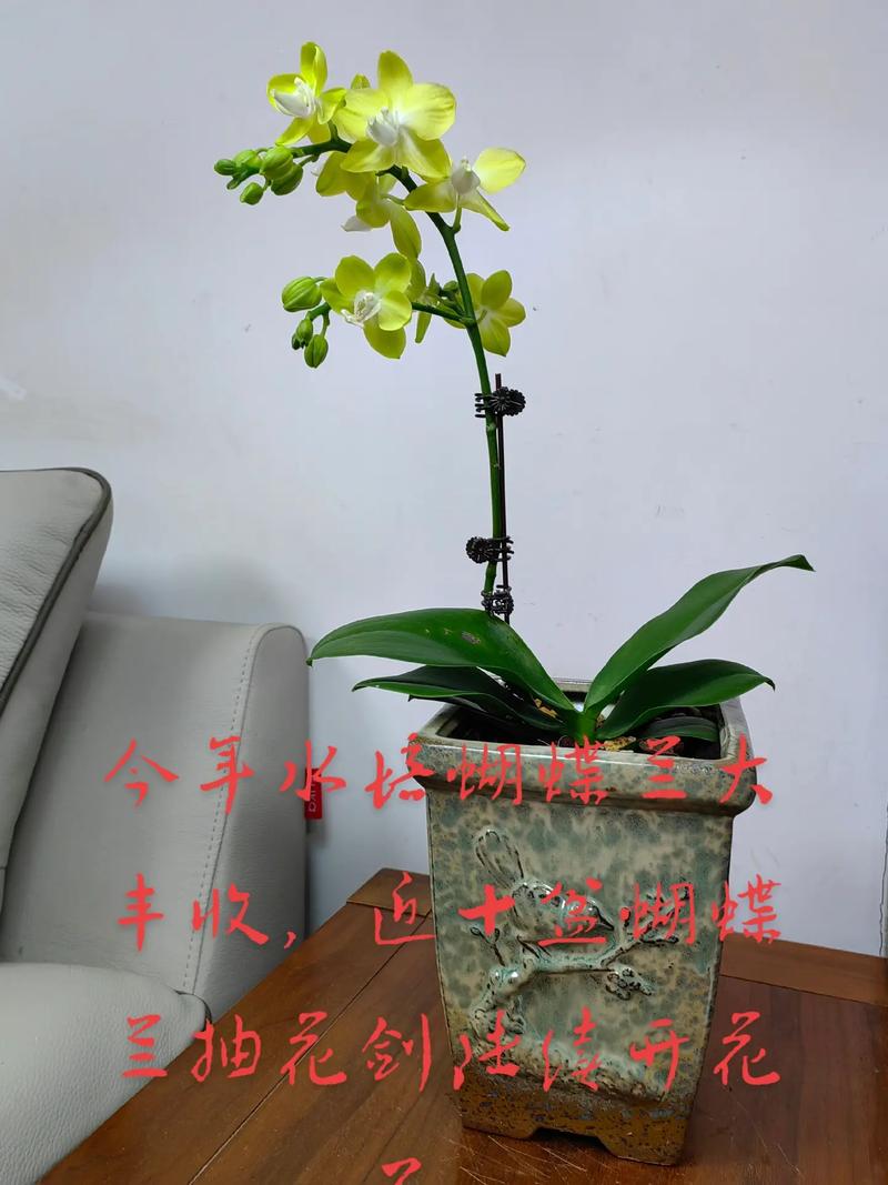 蝴蝶兰开花后怎么养？蝴蝶兰开花后怎么养护和管理？-第2张图片-优品飞百科