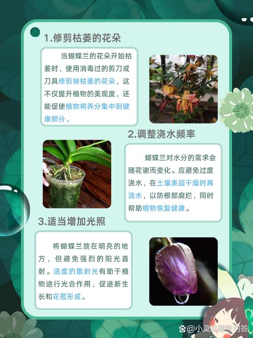 蝴蝶兰开花后怎么养？蝴蝶兰开花后怎么养护和管理？-第3张图片-优品飞百科