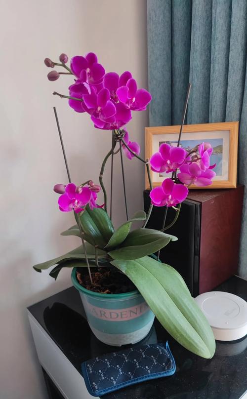 蝴蝶兰开花后怎么养？蝴蝶兰开花后怎么养护和管理？-第5张图片-优品飞百科