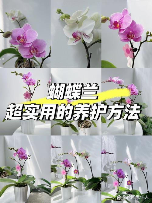 蝴蝶兰开花后怎么养？蝴蝶兰开花后怎么养护和管理？-第4张图片-优品飞百科