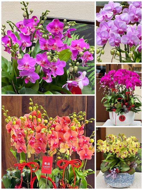 蝴蝶兰开花后怎么养？蝴蝶兰开花后怎么养护和管理？-第7张图片-优品飞百科