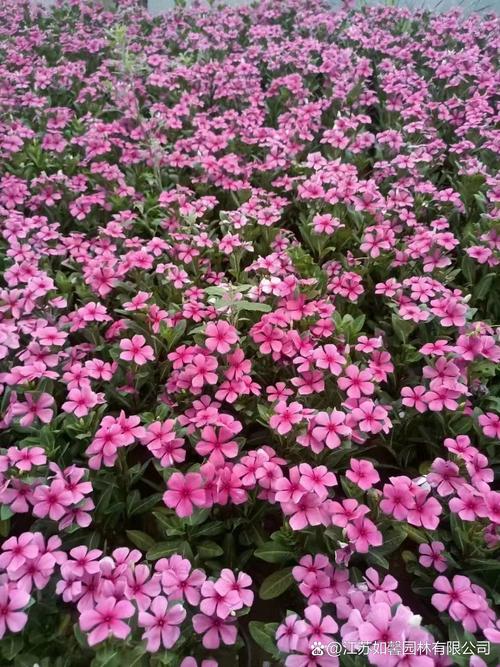 长春花可以养几年，长春花只能养一年吗