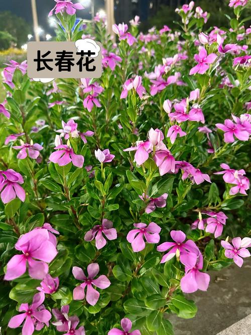 长春花可以养几年，长春花只能养一年吗-第2张图片-优品飞百科