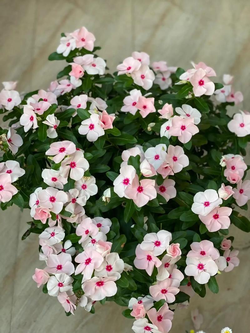 长春花可以养几年，长春花只能养一年吗-第3张图片-优品飞百科