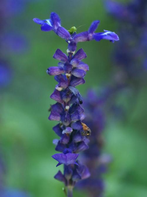 蓝花鼠尾草怎么养？蓝花鼠尾草怎么种植？