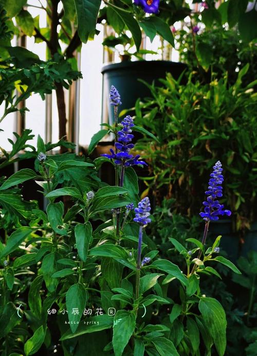 蓝花鼠尾草怎么养？蓝花鼠尾草怎么种植？-第3张图片-优品飞百科