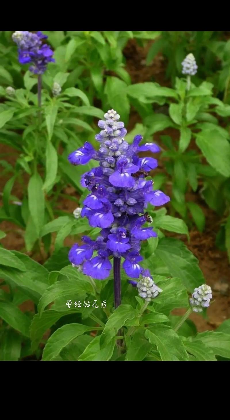 蓝花鼠尾草怎么养？蓝花鼠尾草怎么种植？-第5张图片-优品飞百科