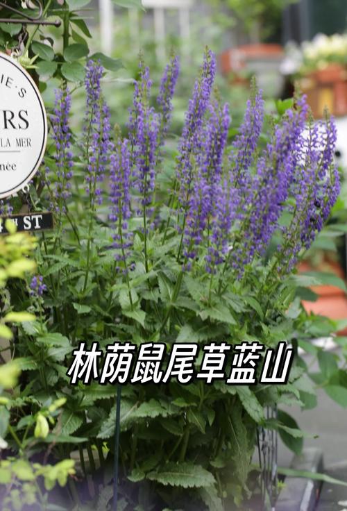 蓝花鼠尾草怎么养？蓝花鼠尾草怎么种植？-第7张图片-优品飞百科